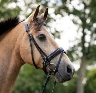 304 HB Hoofdstel Bonfire