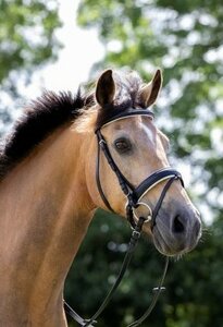 305 HB Hoofdstel Bonfire Wit onderlegd