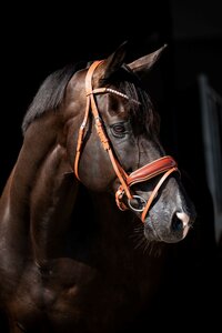 394 HB Showtime Ulani Cognac Cognac 