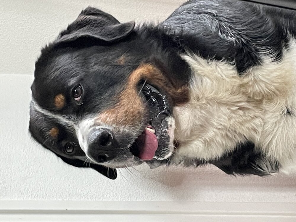 handdoek  met foto of logo bedrukking