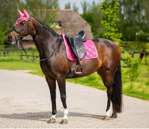 653A HB Showtime dressuur dekjes met St logo