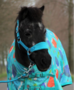 Fleece Halster met naam Shetland en mini shetland