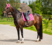 653A-HB-Showtime-dressuur-dekjes-met-St-logo
