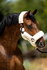 744 HB Show-time Rose Gold allround fluffy_12