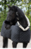 1321 Desir  showdeken_12