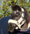 756 Mini Fluffy halster _12