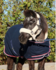 1337 HB Showtime Harry and Hector Dutch Crown little sizes_12