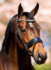 hoofdstel maat full_12