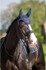 1346 HB Showtime glitter oornetjes met St logo_12
