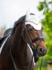 1346 HB Showtime glitter oornetjes met St logo_12