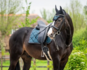653A HB Showtime dressuur dekjes met St logo_12