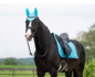 653A HB Showtime dressuur dekjes met St logo_12