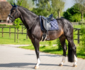 653A HB Showtime dressuur dekjes met St logo_12
