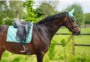 653A HB Showtime dressuur dekjes met St logo_12