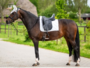 653A HB Showtime dressuur dekjes met St logo_12