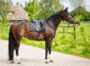 653A HB Showtime dressuur dekjes met St logo_12
