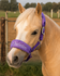 Fleece Halster met naam Shetland en mini shetland_