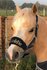Fleece Halster met naam Shetland en mini shetland_
