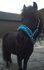Nylon Halster met teddy gevoerd_12